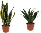 Set van 2 Kamerplanten - Sanseiveria Superba & Draceana Compacta - ±  30cm hoog - 12cm diameter