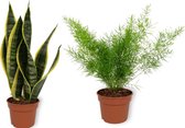 Set van 2 Kamerplanten - Sansevieria Superba & Asparagus Sprengeri  - ±  30cm hoog - 12cm diameter