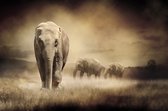 Tuinposter - Dieren - Wildlife / Olifant  in beige / wit / zwart / bruin - 120 x 180 cm.