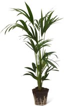 We Love Plants - Howea Forsteriana - 120 cm hoog - Potmaat 18 cm - Grote kamerplant
