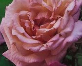 Rosa (klim) 'Compassion'