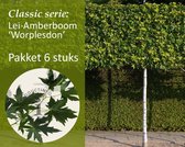 Lei-Amberboom - Classic - pakket 6 stuks + EXTRA'S!
