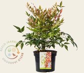 Nandina domestica 'Gulfstream'