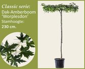 Dak-Amberboom - Classic