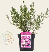 Kalmia polifolia