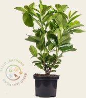 Prunus laurocerasus 'Rotundifolia' - 040/50 - in pot