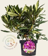 Rhododendron ponticum 'Marcel Menard'