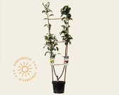 Malus DUO 'Jonagold' & 'Golden Delicious'