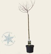 Salix integra 'Hakuro Nishiki' - 60 cm stam