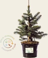 Picea pungens 'Koster' 030/40