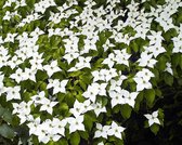 Cornus kousa chinensis