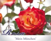 Rosa 'Mein München' - 090 cm stam