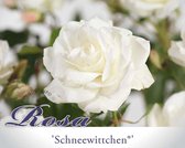 Rosa 'Schneewittchen' - 090 cm stam