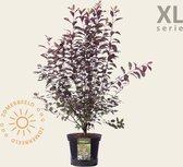 Prunus cistena 80/100 - XL