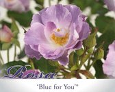 Rosa 'Blue for You'
