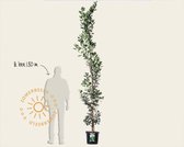 Quercus robur 'Fastigiate Koster'