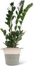 We Love Plants - Zamioculcas Zamiifolia + Mand Samantha - 55 cm hoog - Makkelijke kamerplant