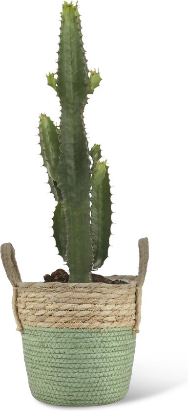 echtgenoot De volgende Vluchtig We Love Plants - Euphorbia Acrurensis + Mand Bram - 50 cm hoog - Cactus |  bol.com