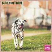 Dalmatian 2022 Calendar
