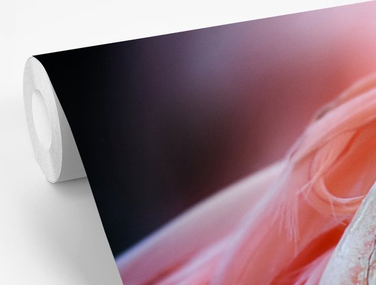 Papier peint photo peint vinyle - Gros plan d'un flamant rose largeur 330 cm x hauteur 220 cm - Tirage photo sur papier peint (disponible en 7 tailles)