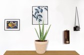 Aloe Vera Kamerplant - ± 30cm hoog - 12cm diameter - in beige mand