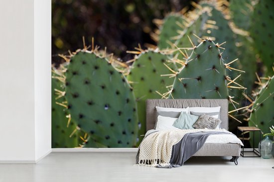 Foto: Behang fotobehang botanical cactus fotoprint breedte 360 cm x hoogte 240 cm