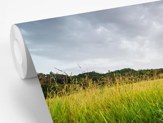 La citronnelle saine pousse à l'état sauvage dans les régions rurales de la Jamaïque papier peint photo vinyle 360x240 cm - Tirage photo sur papier peint