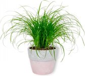 Kamerplant Cyperus Zumula – Kattengras - ± 20cm hoog – 12 cm diameter - in betonnen roze pot
