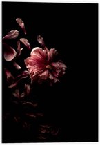 Dibond - Zwarte Achtergrond met Roze Bladeren - 40x60cm Foto op Aluminium (Met Ophangsysteem)