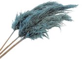 Plantophile Pampas Fluffy veren-XL-blauw 1stuk