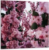 Dibond - Roze Bloemen Takken - 100x100cm Foto op Aluminium (Met Ophangsysteem)