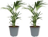 2x Kamerplant Howea Fosteriana – ± 100 centimeter hoog – 19cm diameter