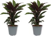 2x Kamerplant Calathea Wavestar - ± 60cm hoog – 19cm diameter