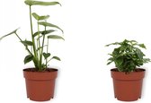 Set van 2 Kamerplanten - Coffea Arabica & Monstera Deliciosa  - ±  30cm hoog - 12cm diameter