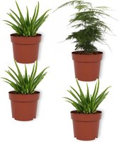 Set van 4 Kamerplanten - 3x Aloë Vera & 1x Asparagus Plumosus - ± 25cm hoog - 12cm diameter