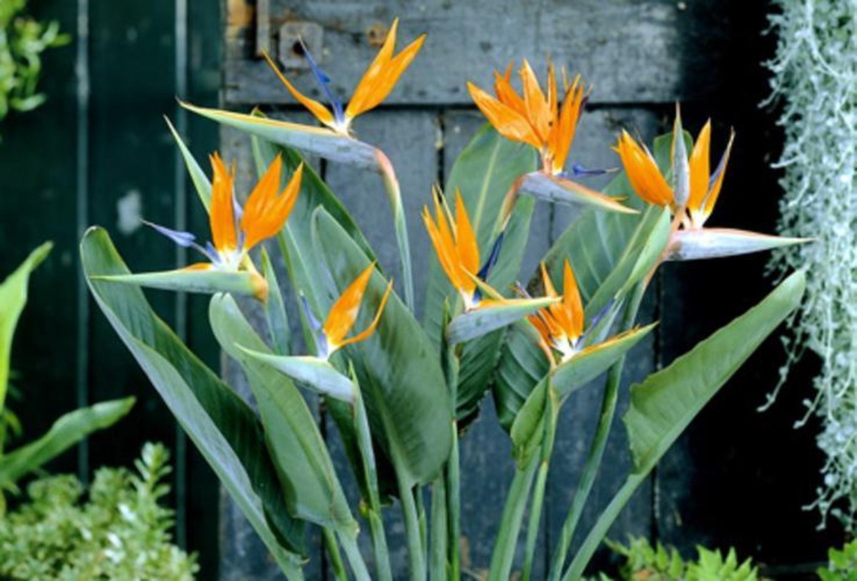 Vind paradijsvogelplant in Kamerplanten op