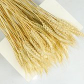 Gedroogd natuurlijk Tarwe Gras Decoratie voor binnenhuis -  - 50pcs Beige color