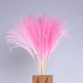 Gedroogd Pampa Gras Decoratie voor binnenhuis - M - 10pcs Pink color