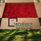 MosBiz Rendiermos Rood 2 laags (2,6 kilo) voor decoraties, schilderijen en mos wanden