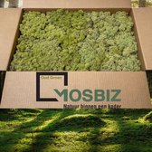 MosBiz Rendiermos Oud groen 2 laags (2,6 kilo) voor decoraties, schilderijen en mos wanden