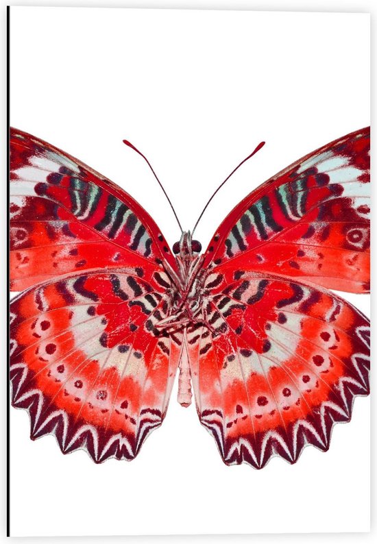Dibond - Prachtige Rode Print op Vlinder - 40x60cm Foto op Aluminium (Met Ophangsysteem)