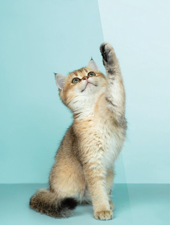Cadeautip! Plexiglas schilderij - Kat - katten - 70 x 100 cm - Day & Night - luxe ophangsysteem