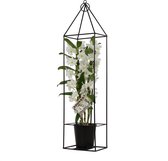 Mama's Planten - Dendrobium Bamboo - White - Draadframe - Orchidee - Geeft Sfeer En Kleur- ↨ 78cm - ⌀ 12cm