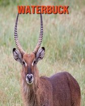Waterbuck