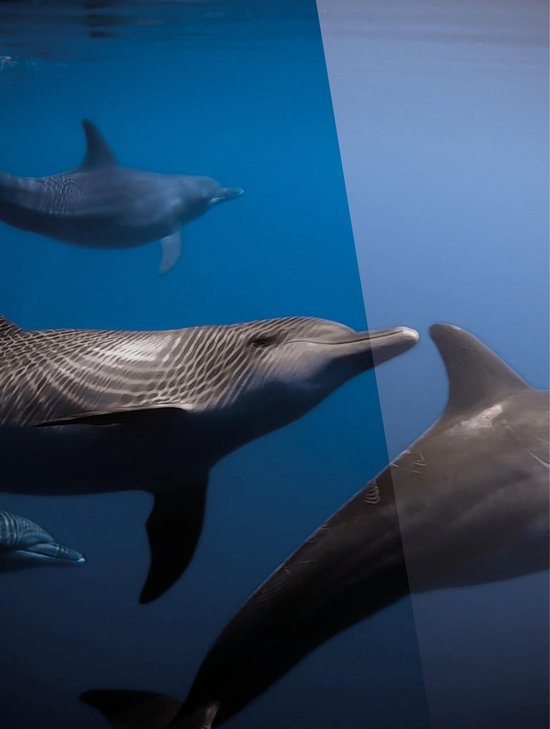 Huurdies - Plexiglas schilderij - dolfijn - Day & Night - luxe ophangsysteem
