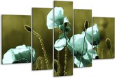 Glasschilderij Klaproos - Blauw, Zwart, Groen - 170x100cm 5Luik - Foto Op Glas - Geen Acrylglas Schilderij - 6000+ Glasschilderijen Collectie - Wanddecoratie