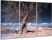 Peinture sur verre d'arbre | Gris, blanc, bleu | 120x80cm 3 Liège | Tirage photo sur verre | F001536