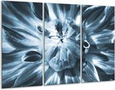 Glasschilderij Bloem - Blauw - 120x80cm 3Luik - Foto Op Glas - Geen Acrylglas Schilderij - GroepArt 6000+ Glas Art Collectie - Maatwerk Mogelijk