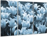 Glasschilderij Tulpen, Bloemen - Blauw, Grijs - 120x80cm 3Luik - Foto Op Glas - Geen Acrylglas Schilderij - GroepArt 6000+ Glas Art Collectie - Maatwerk Mogelijk