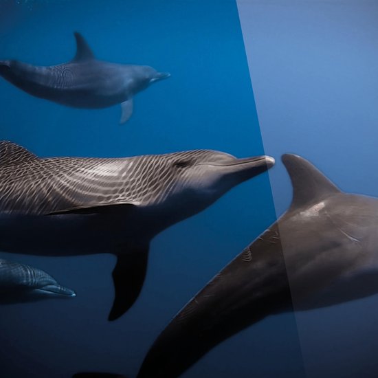 Cadeautip! Plexiglas schilderij - dolfijn - 100 x 100 cm - Day & Night - luxe ophangsysteem